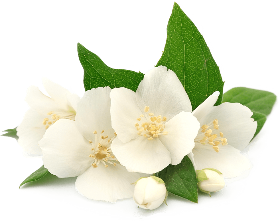 Jasmine flower